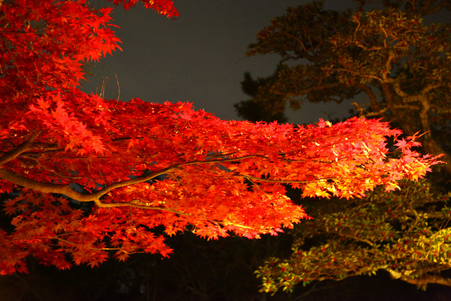 Autumn in Japan