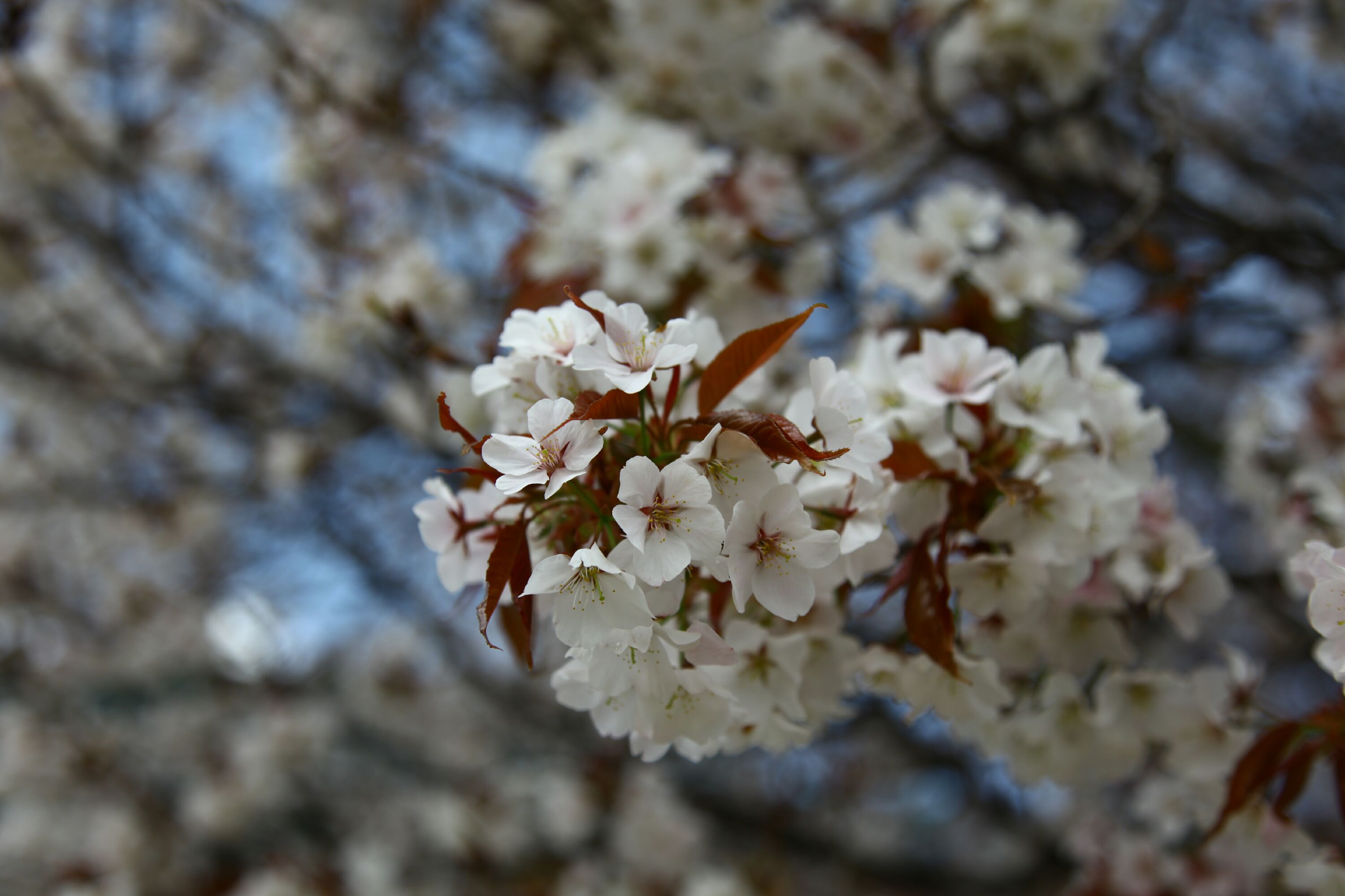 Sakura and the Hanami tradition Sakura and the Hanami tradition