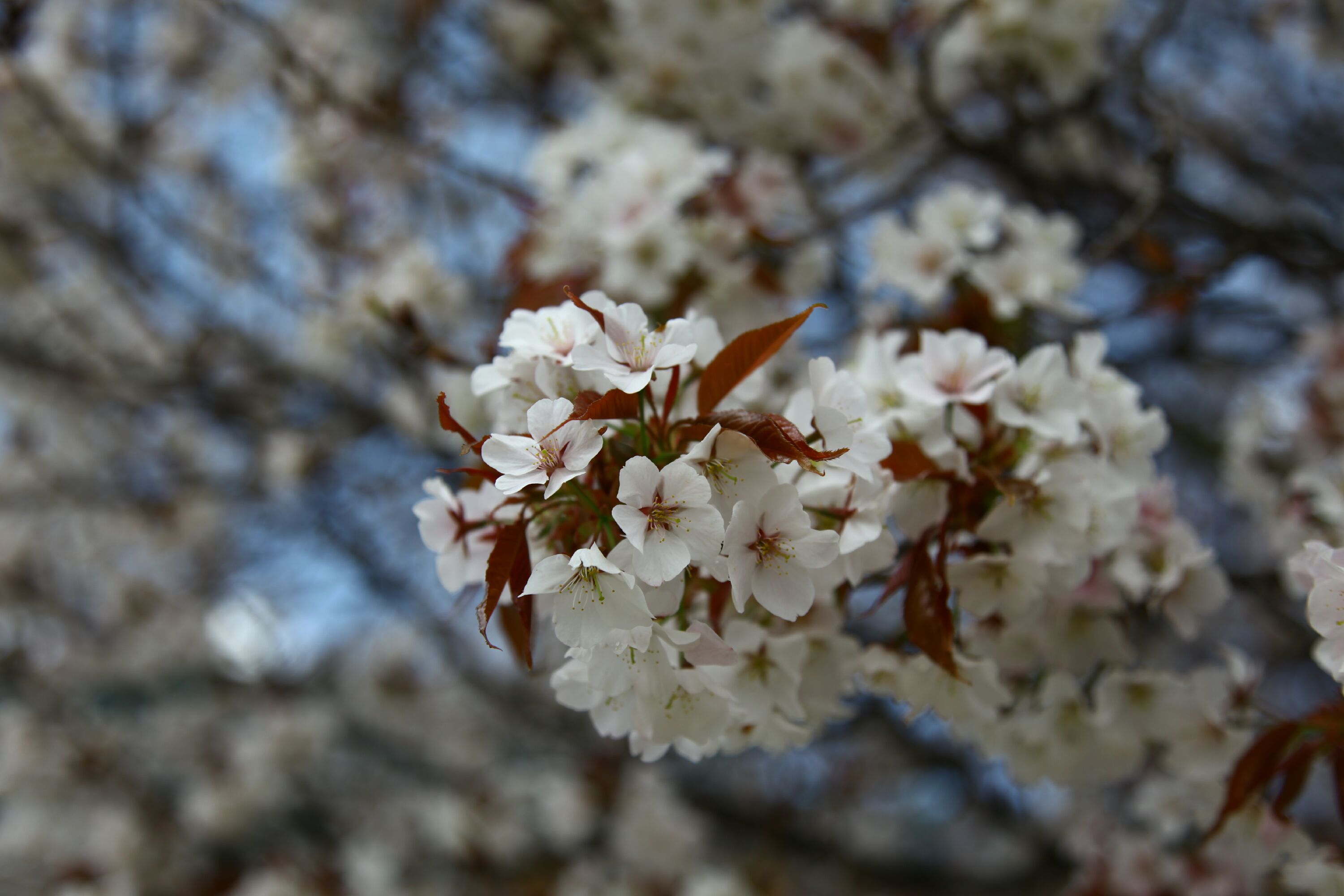 Sakura and the Hanami tradition