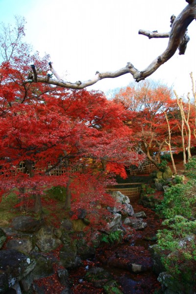 Autumn leaves in Nara