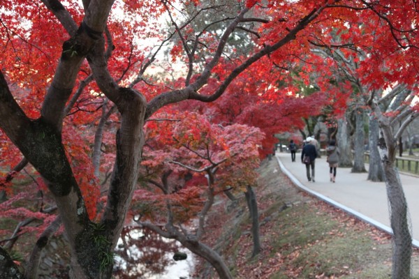 Autumn leaves in Nara