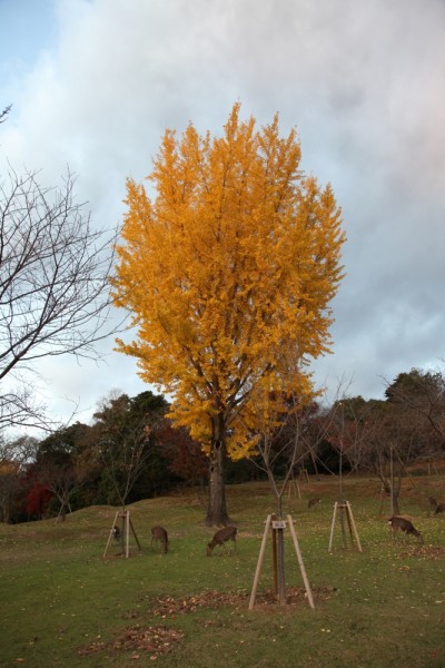 Autumn leaves in Nara