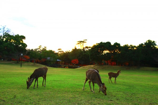 Deers enjoying the green grass