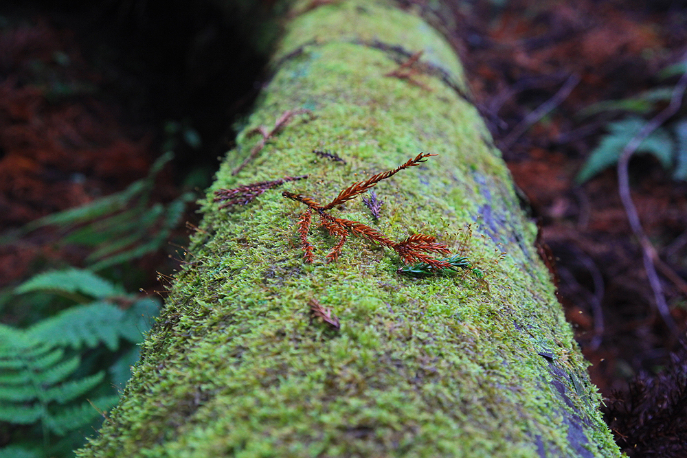 Hiking in Japan – Tonomine